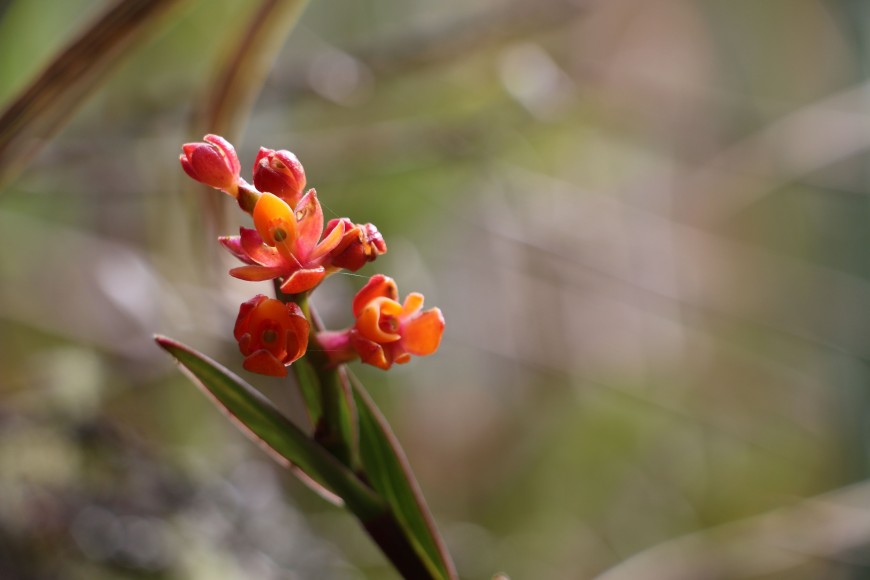 andean orchid 4